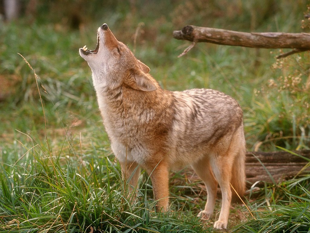 Howling Coyote